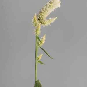 Celosia argentea cristata ‘Bianca’ - Image 2