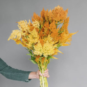 Celosia argentea plumosa ‘Gialla’