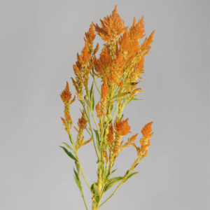 Celosia argentea plumosa ‘Gialla’ - immagine 2