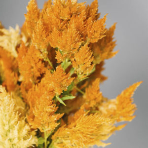 Celosia argentea plumosa ‘Gialla’ - immagine 3