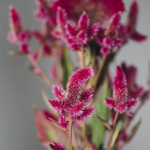 Celosia argentea cristata e plumosa ‘Viola’ - Image 2