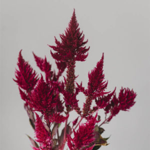 Celosia argentea cristata e plumosa ‘Viola’ - Image 3