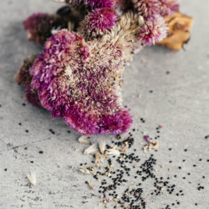 Celosia argentea cristata e plumosa ‘Viola’ - Image 4