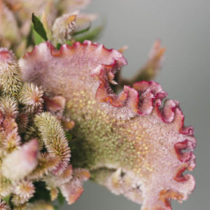 Celosia argentea cristata ‘Rosa’ - Image 2
