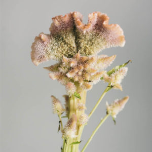 Celosia argentea cristata ‘Rosa’ - Image 3