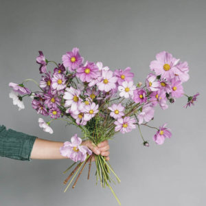 Cosmos bipinnatus ‘Misto rosa’