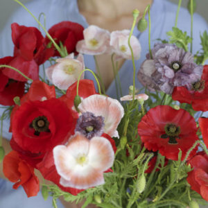 Papaver rhoeas ‘Misto colore’ - immagine 2