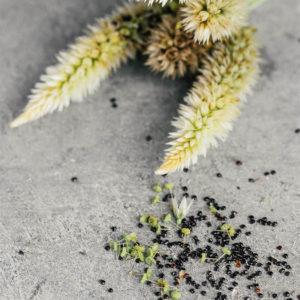 Celosia argentea cristata ‘Bianca’ - immagine 4