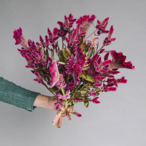 Celosia argentea cristata e plumosa ‘Viola’