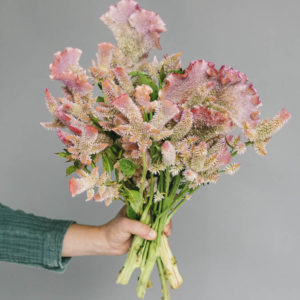 Celosia argentea cristata ‘Rosa’