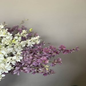 Delphinum consolida ‘Misto colore’ - immagine 3