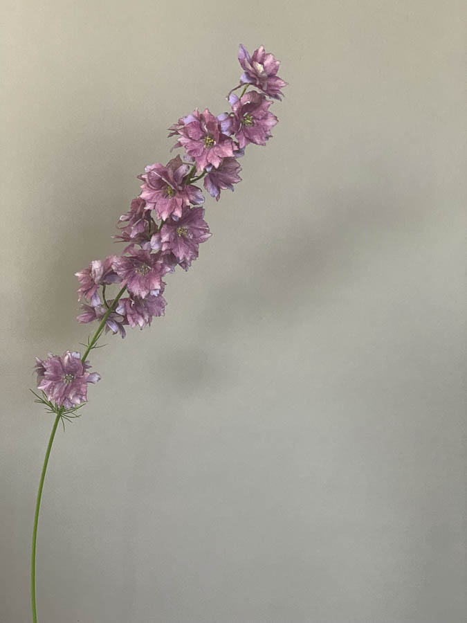 Delphinum consolida ‘Misto colore’ - immagine 2