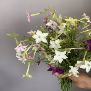 Nicotiana alata ‘Misto colore’ - Image 2