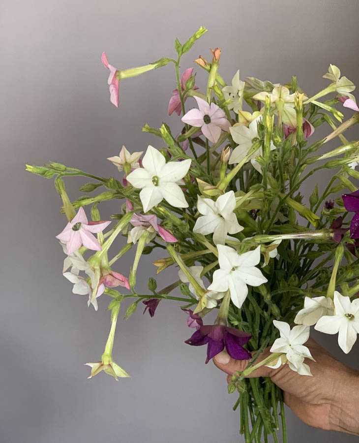 Nicotiana alata ‘Misto colore’ - immagine 2