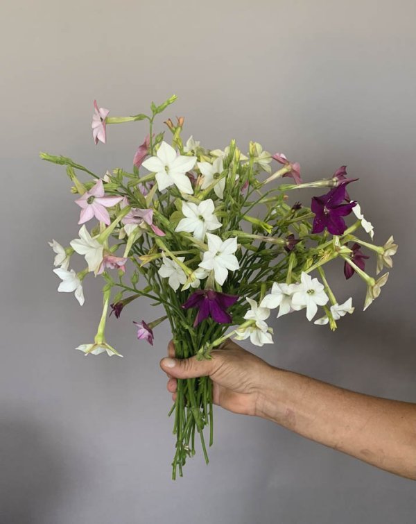 Nicotiana alata ‘Misto colore’