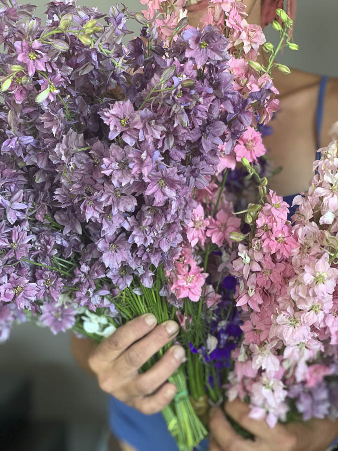 Delphinum consolida ‘Misto colore’