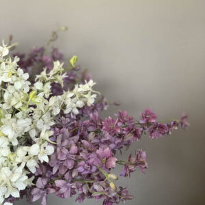 Delphinum consolida ‘Misto colore’ - Image 3