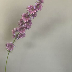 Delphinum consolida ‘Misto colore’ - Image 2