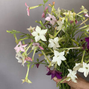 Nicotiana alata ‘Misto colore’ - Image 2