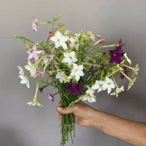 Nicotiana alata ‘Misto colore’
