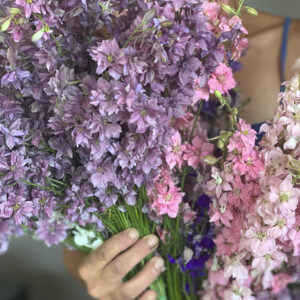 Delphinum consolida ‘Misto colore’