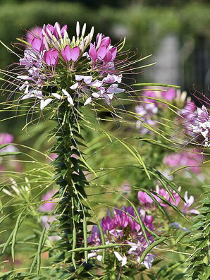 Cleome spinosa ‘Rosa’ - immagine 2