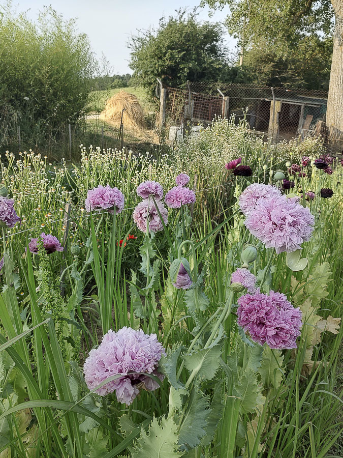 Papaver somniferum ‘Mix’ - Image 2