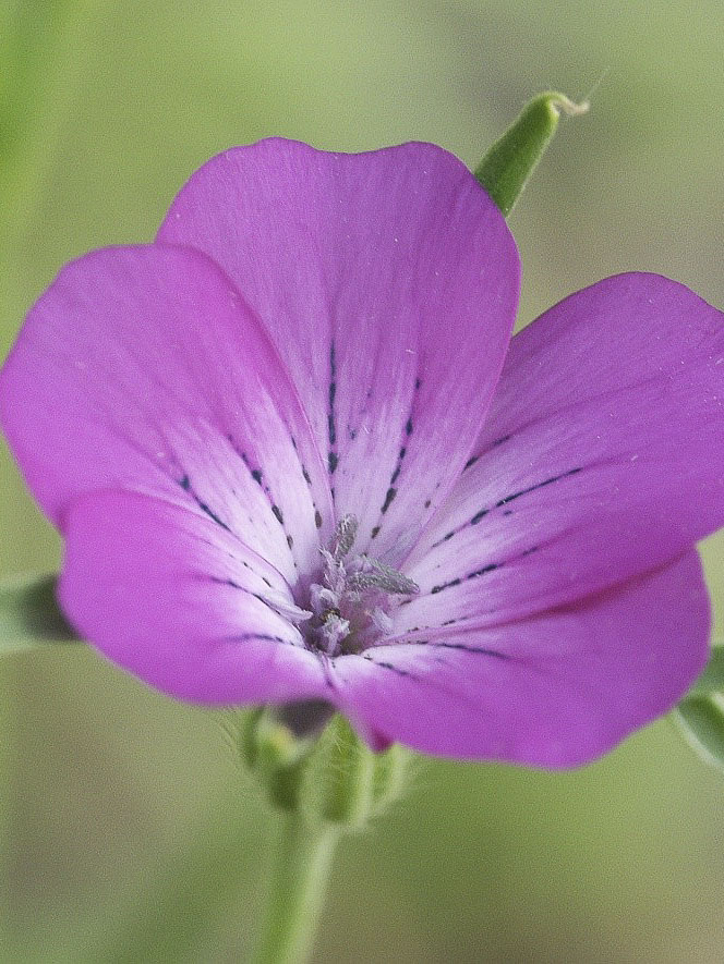 Agrostemma githago ‘Viola’ - Image 2