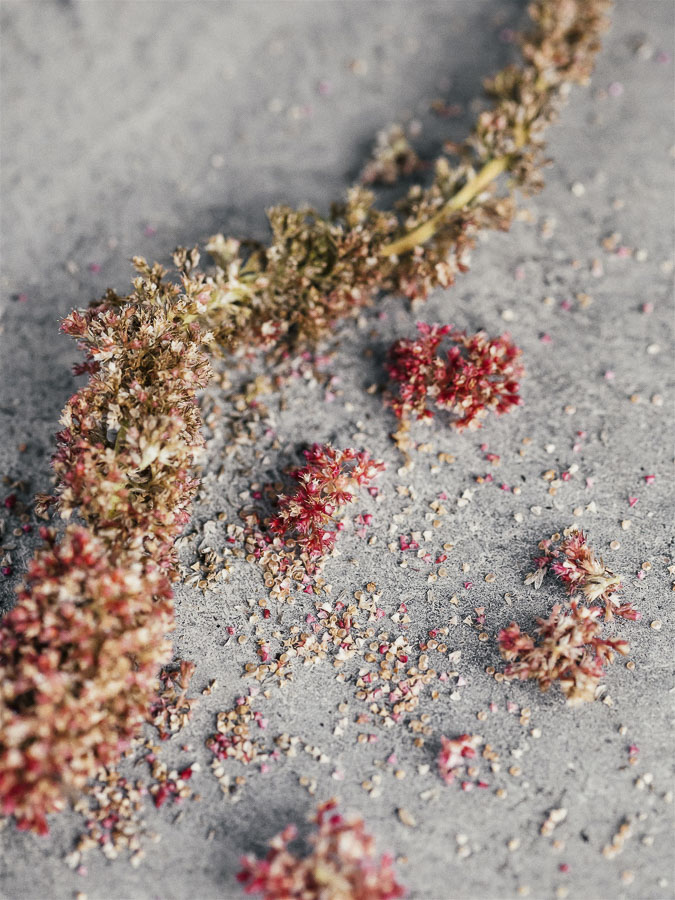 Amaranthus caudatus ‘Boom Viola’ - immagine 2
