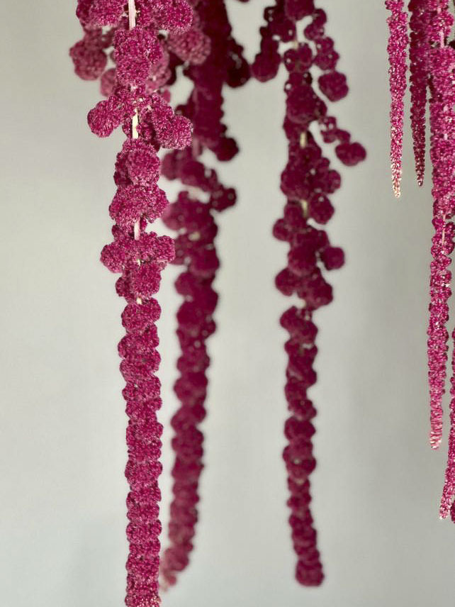 Amaranthus caudatus ‘Boom Viola’ - immagine 3