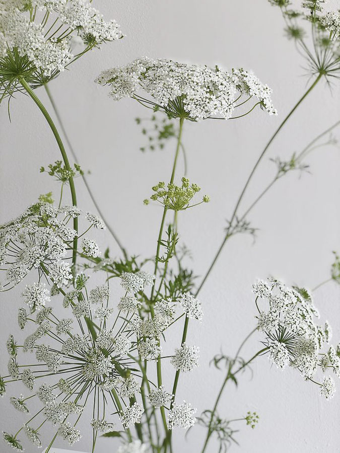 Ammi majus - immagine 2