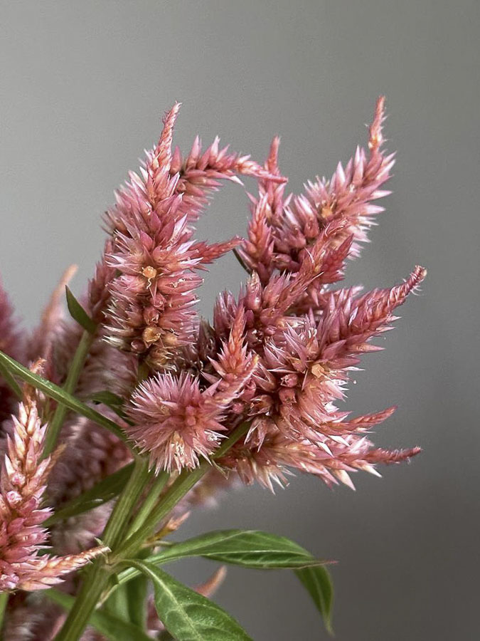 Celosia argentea cristata ‘Corallo’ - Image 4