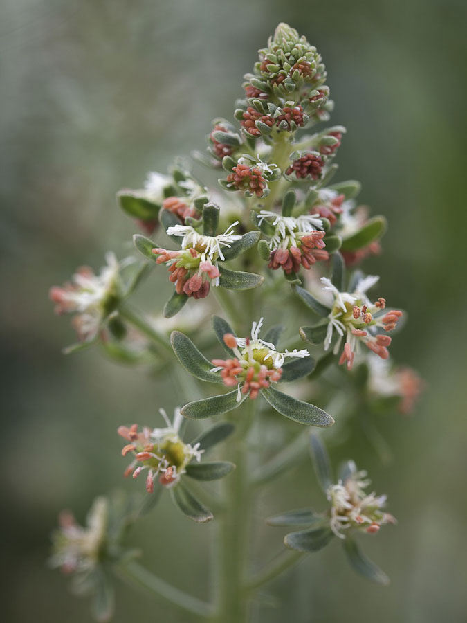 Reseda odorata - Image 2