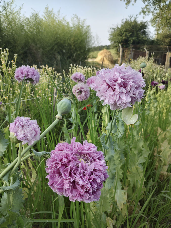 Papaver somniferum ‘Mix’