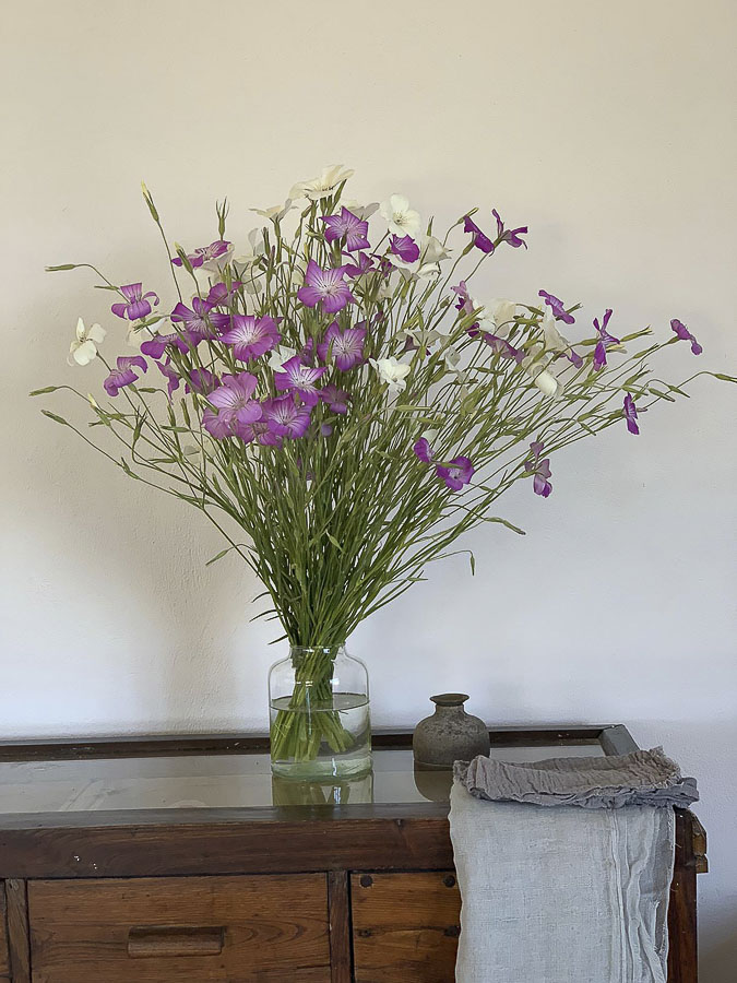 Agrostemma githago ‘Viola’