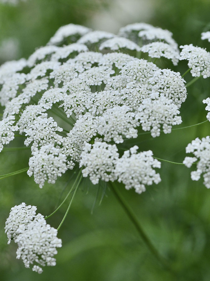 Ammi majus - immagine 3