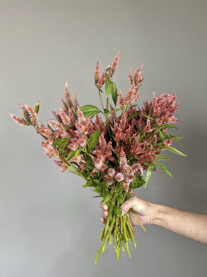 Celosia argentea cristata ‘Corallo’