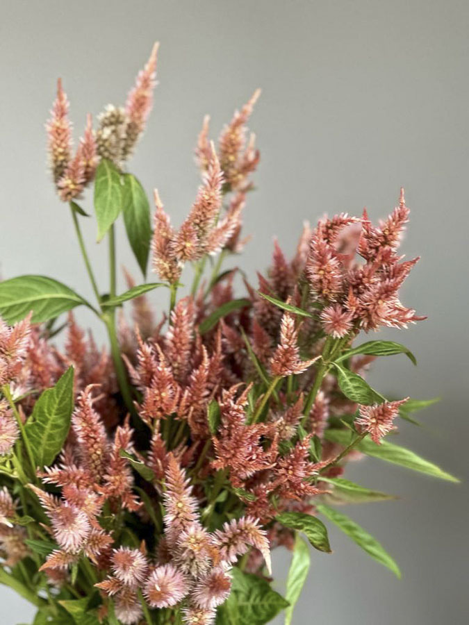 Celosia argentea cristata ‘Corallo’ - immagine 3
