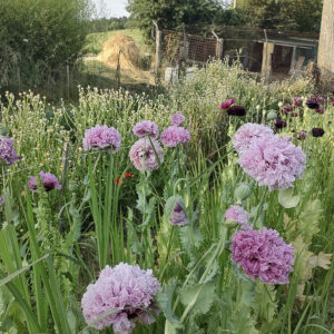 Papaver somniferum ‘Mix’ - immagine 2