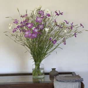 Agrostemma githago ‘Viola’