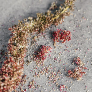 Amaranthus caudatus ‘Boom Viola’ - immagine 2