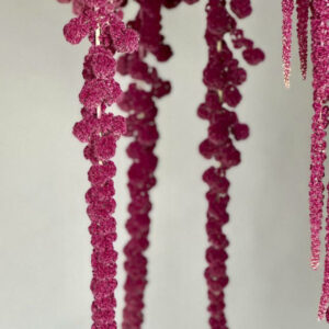 Amaranthus caudatus ‘Boom Viola’ - immagine 3