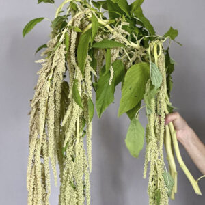 Amaranthus caudatus ‘Green’