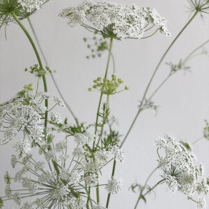 Ammi majus