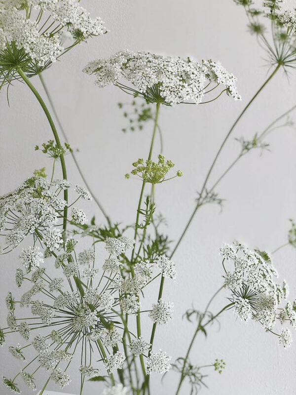 Ammi majus