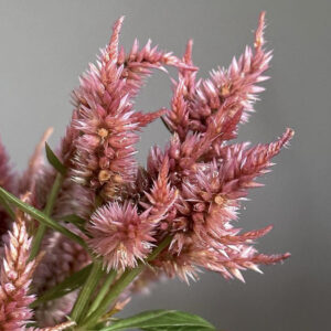Celosia argentea cristata ‘Corallo’ - Image 4