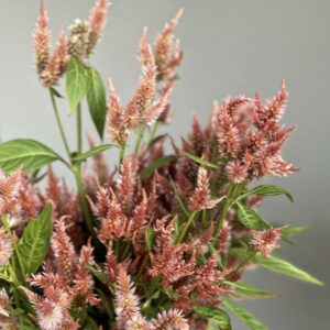 Celosia argentea cristata ‘Corallo’ - Image 3