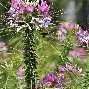 Cleome spinosa ‘Rosa’ - Image 2