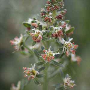 Reseda odorata - immagine 2