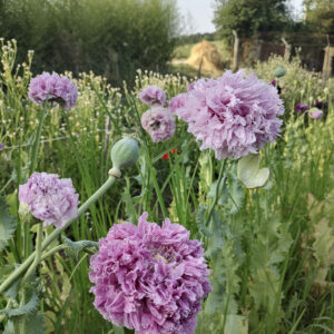 Papaver somniferum ‘Mix’